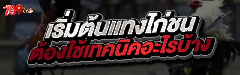 เริ่มต้นแทงไก่ชน ต้องใช้เทคนิค